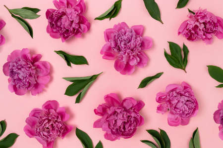 Composition with buds of peony flowers and green leaves on a pink pastel background. Creative...