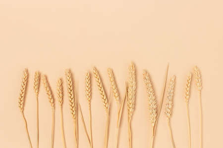 Row of wheat spikelets on a beige background. Harvest creative concept.の写真素材