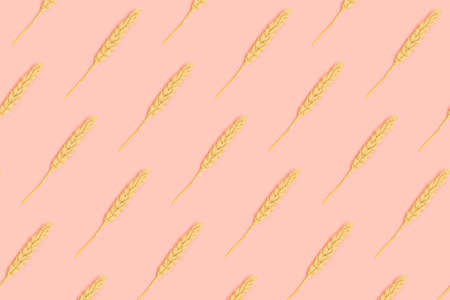 Creative pattern made of wheat spikelets on a pink pastel background. Eco composition.の写真素材