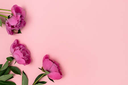 Composition with peony flowers on a pink pastel background. Place for text.の写真素材