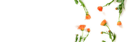 Banner with calendula flowers on a white background. Floral concept with place for text.