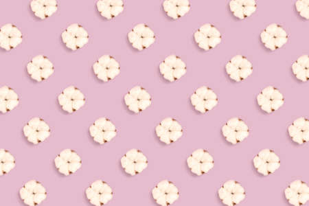 Dried cotton flowers pattern on a purple pastel background. Creative eco composition.の写真素材