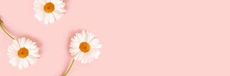 Banner with chamomile flowers on a pink background. Creative eco concept with copy space.の写真素材