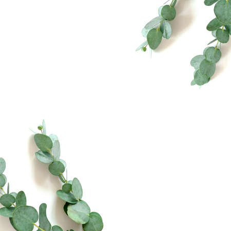 Border frame made of eucalyptus branches on a white background. Floral concept with copy space.の写真素材
