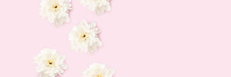Banner with chrysanthemum flowers frame on a pink background. Floral creative composition with place for text.の写真素材