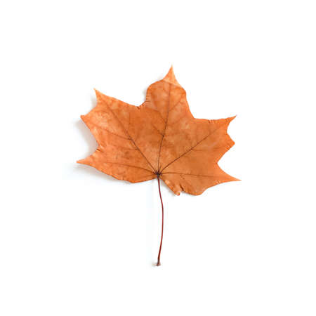 Maple leaf on white background. Autumn compiosition on a white backgroundの写真素材