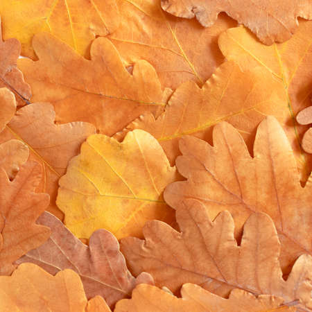 Flatlay of oak leaves texture. Close up backdrop