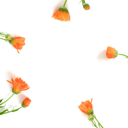 Calendula flowers wreath on a white background. Floral eco composition with copy space.