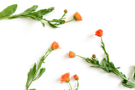 Composition with calendula flowers on white backgroundの写真素材