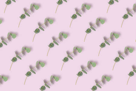 Eucalyptus branches pattern on a purple background. Summertime concept.の写真素材