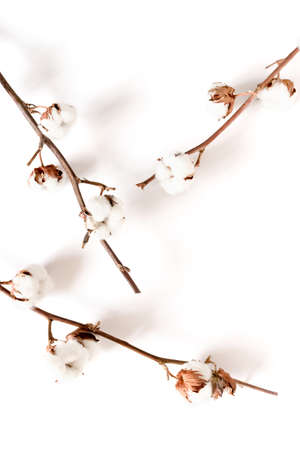 Composition with cotton branches on white tableの写真素材