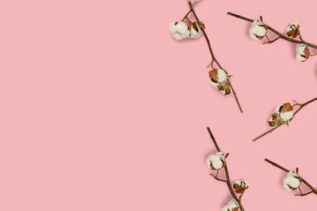 Cotton branches on a pink background. Beauty creative concept with copy space.