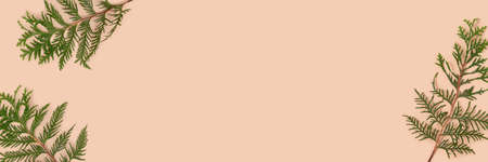 Banner with coniferous branches on a beige background with copy space. Nature composition with place...