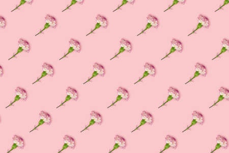 Carnation flowers pattern on a pink pastel background. Creative springtime concept.の写真素材