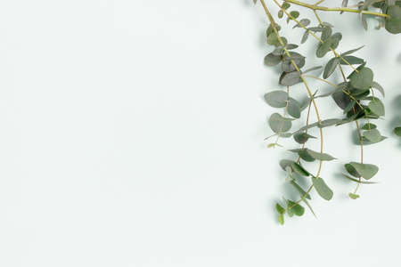 Eucalyptus branches on a blue pastel background. Place for text.の写真素材