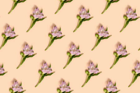 Alstroemeria flowers pattern on a beige background. Springtime floral concept.の写真素材