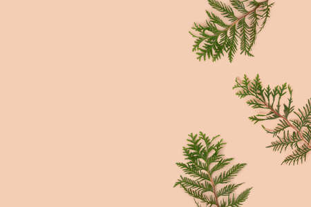 Frame made of coniferous branches on a beige background. Nature concept with copy space.の写真素材