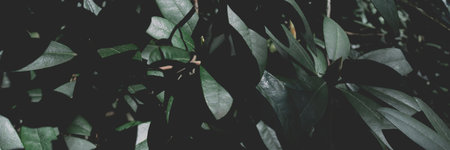 Dark green rhododendron leaves texture. Toned abstact header.