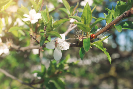 Blooming flowers on apple tree. Spring sunny day. Ladybug sitting on the branch.の写真素材