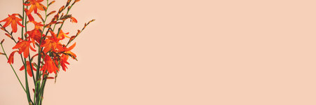 Header with bouquet of crocosmia flowers on a beige background. Gentle concept with place for text.の写真素材