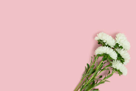 Bouquet of white aster flowers on a pink pastel background. Springtime tenderness concept with...