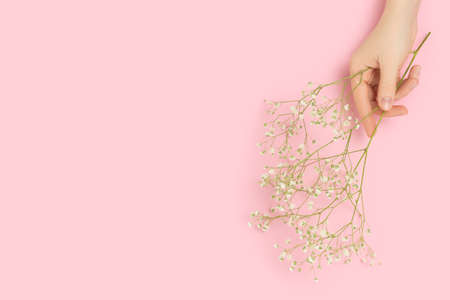 Female hand hold gypsophila flower on a pink pastel background. Gentle springtime composition with...