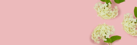 Banner with frame made of white hydrangea flowers on a pink background with copyspace. Springtime...