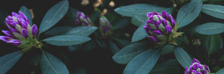 Header with blooming purple rhododendron flowers. Panoramic composition. Spring banner.の写真素材