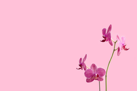 Orchid flower in front of pink pastel background. Floral composition with copyspace.の写真素材