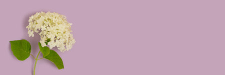 Banner with white hydrangea flower on a purple background with copyspace. Springtime gentle composition. Nature minimal concept.の写真素材