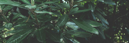Green rhododendron leaves texture. Header with nature concept.