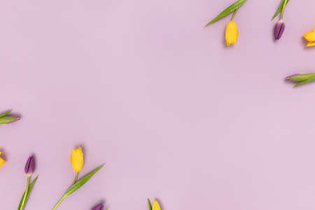 Frame made of tulip flowers on a purple pastel background. Springtime concept with copyspace.