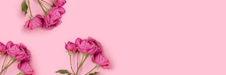 Banner with rose flowers on a pink background. Springtime creative concept with copyspace.の写真素材
