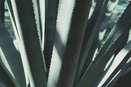 Green succulent leaves texture. Tropics cactus background.の写真素材