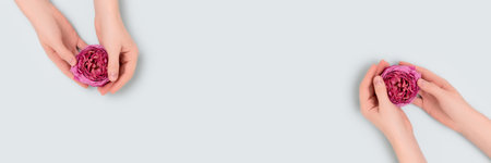 Banner with female hands hold pink rose flower on a blue background. Gentle skincare concept with copyspace.の写真素材