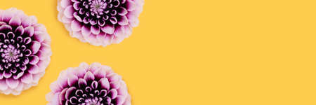 Banner with frame made of purple dahlia flowers on a yellow background. Creative concept with...