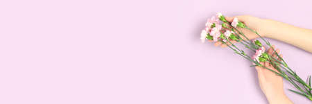 Banner with female hands hold bouquet of carnation flowers on a purple background. Minimal floral composition.の写真素材