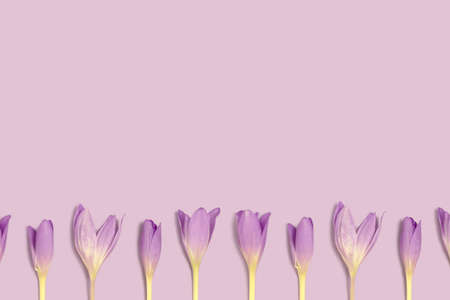 Row of colchicum flowers on a purple background. Springtime composition with copyspace.の写真素材