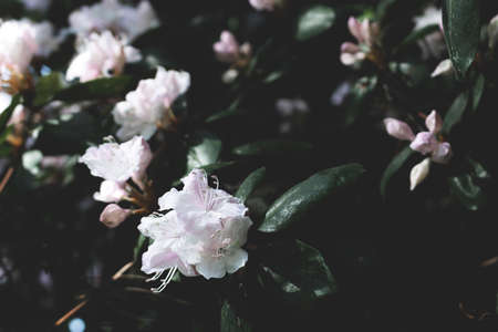 Garden with blossom rhododendron flowers. Floral composition. Spring concept.の写真素材