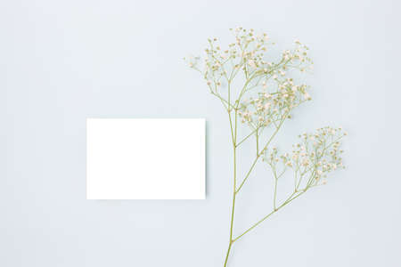 White paper card mockup and gypsophila flower on a blue pastel background. Springtime minimal concept with copyspace.の写真素材