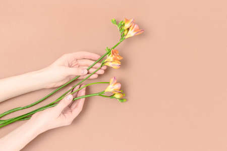 Female hands hold bouquet of freesia flowers on a beige background. Nature concept.の写真素材