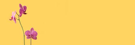 Banner with orchid flower in front of yellow background. Nature concept with copyspace.の写真素材