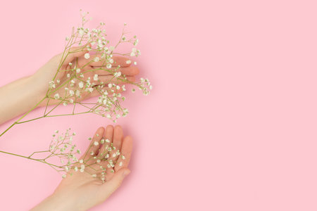 Female hands hold gypsophila flower on a pink pastel background. Minimal gentle composition with copyspace.の写真素材
