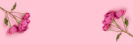 Banner with frame made of rose flowers on a pink background. Springtime creative concept with...