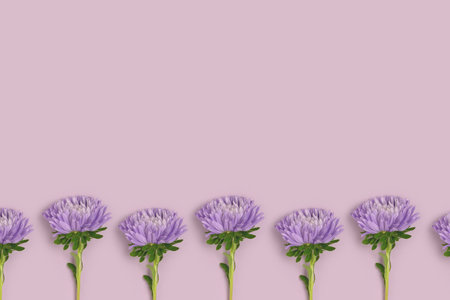 Row of aster flowers on a purple background. Nature composition with copyspace.の写真素材