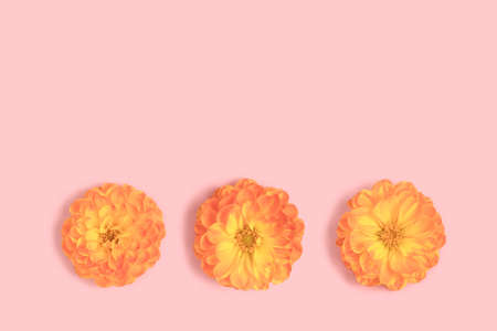 Orange dahlia flowers on a pink pastel background. Springtime gentle composition.の写真素材