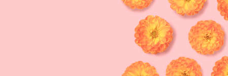 Banner with orange dahlia flowers on a pink background. Springtime floral composition with copyspace.の写真素材