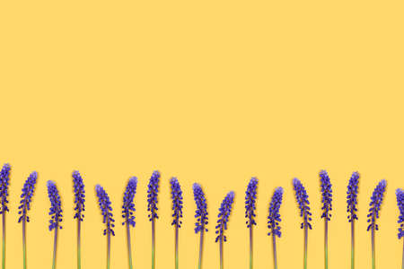 Row of violet muscari flowers on a yellow background with place for text.の写真素材