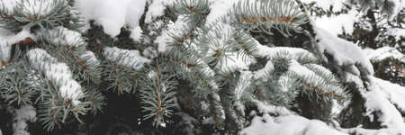 Snow covered fir branches. Winter season nature composition.