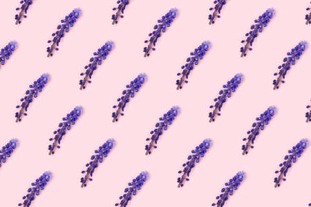 Repetitive pattern made from head of violet muscari flowers on a pink background.の写真素材